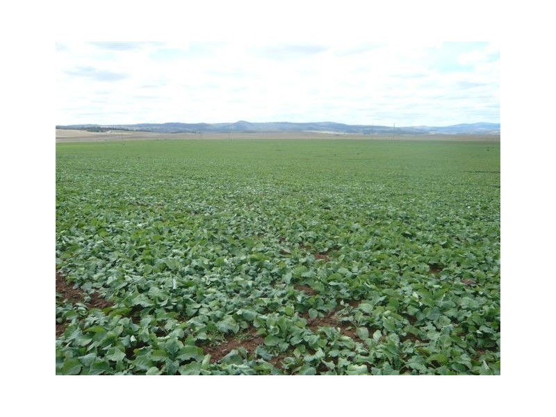 1294 SNOWY MOUNTAINS HWY, Cooma NSW 2630