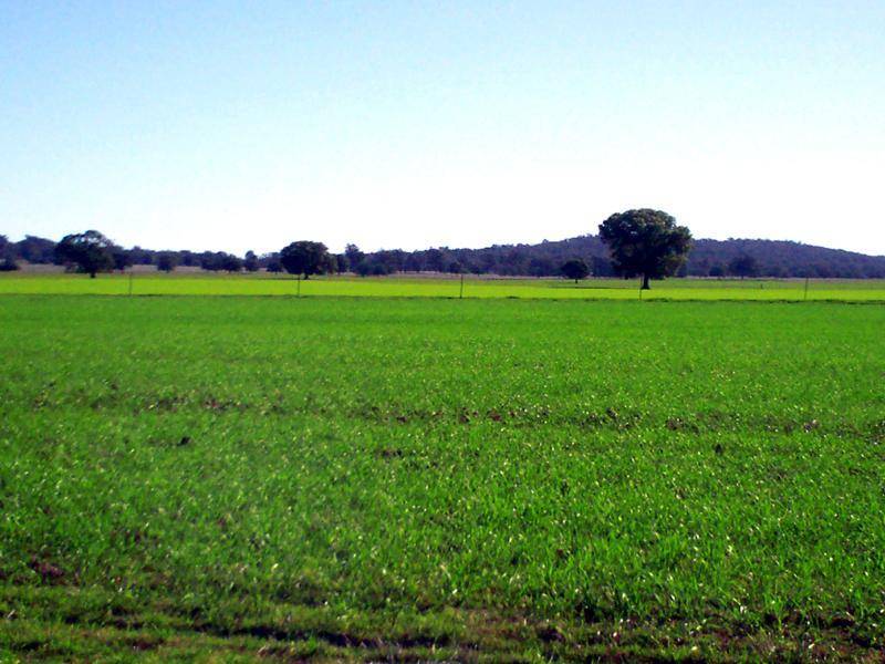 MERCADOOL LANE, Bogan Gate NSW 2876