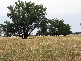 Wirrinya NSW 2871