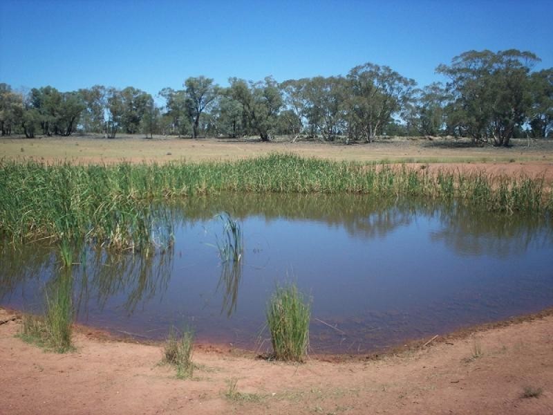 1 Back Trundle Road, Trundle NSW 2875
