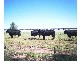 . MERCADOOL LANE, Bogan Gate NSW 2876