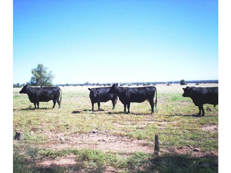 . MERCADOOL LANE, Bogan Gate NSW 2876