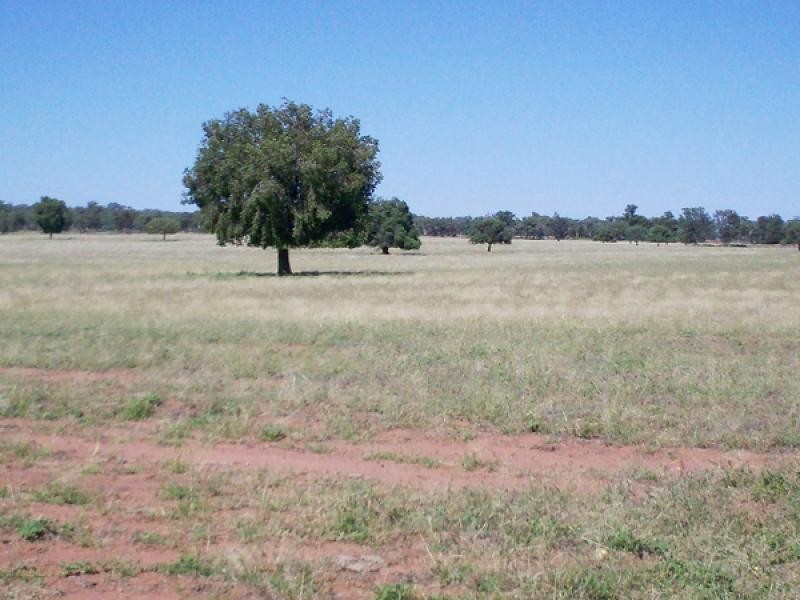 . MERCADOOL LANE, Bogan Gate NSW 2876