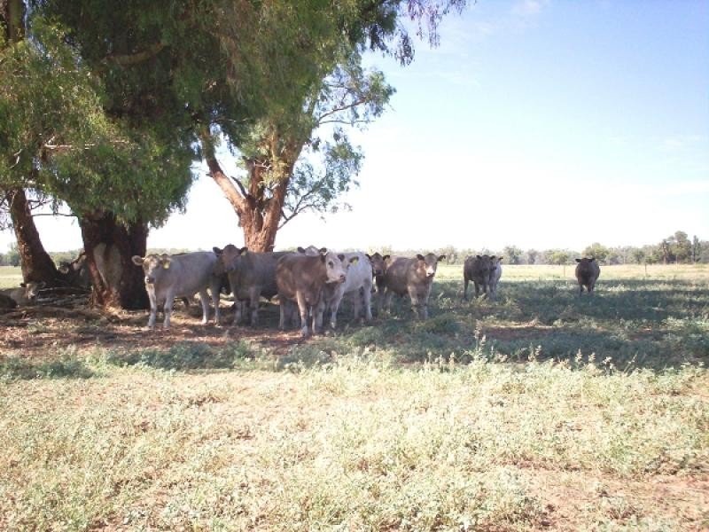 Warroo NSW 2871