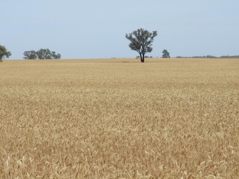 Condobolin NSW 2877