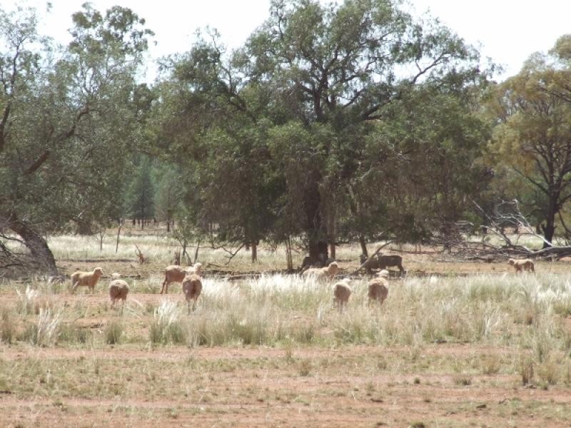Condobolin NSW 2877