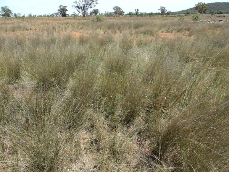 Condobolin NSW 2877