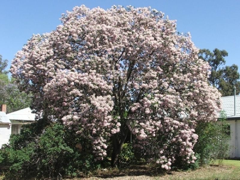 Corinella NSW 2871