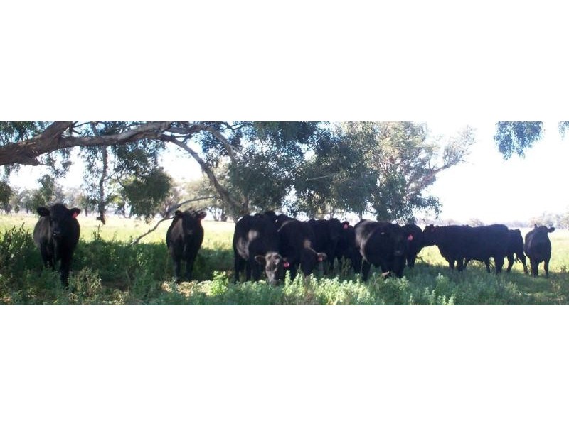 Forbes NSW 2871