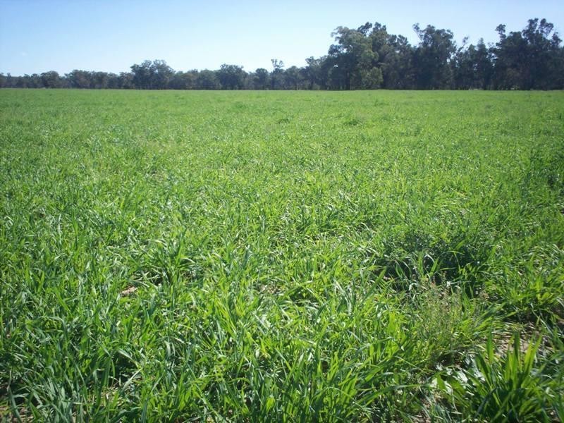 Forbes NSW 2871