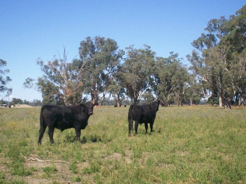 Forbes NSW 2871