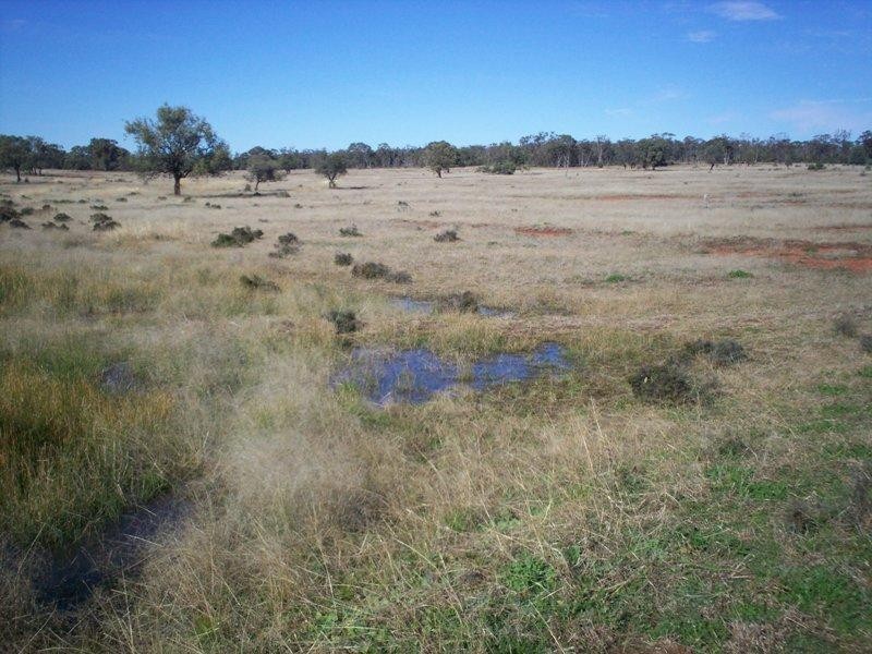 Condobolin NSW 2877