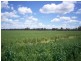 363 Tom and Bill Rd, Forbes NSW 2871