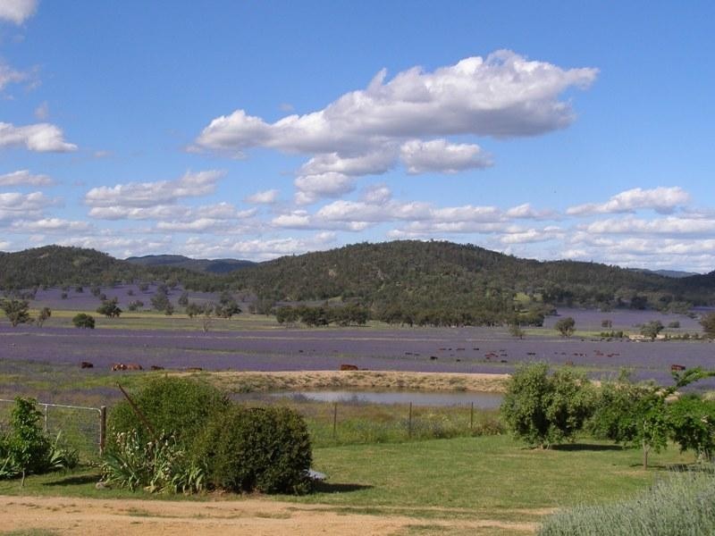 1135 Mackeys Creek Rd, Eugowra NSW 2806