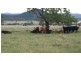 1135 Mackeys Creek Rd, Eugowra NSW 2806