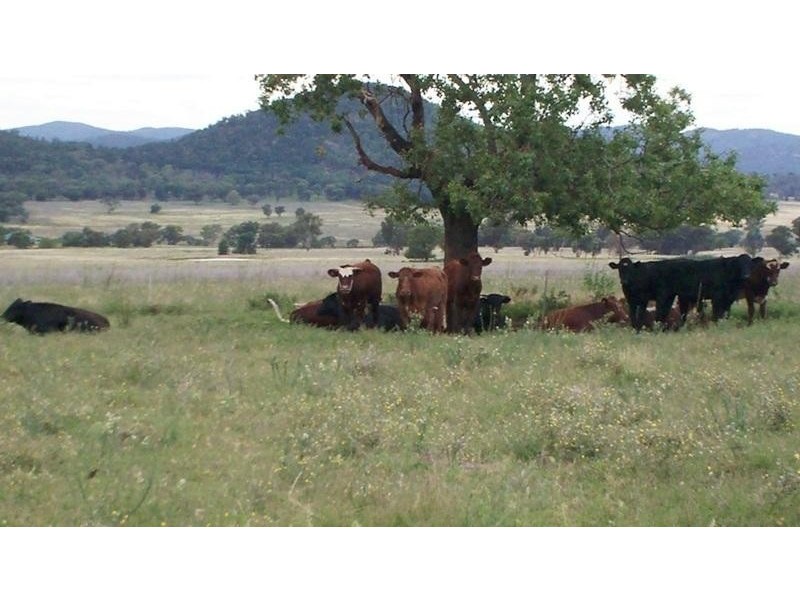 1135 Mackeys Creek Rd, Eugowra NSW 2806