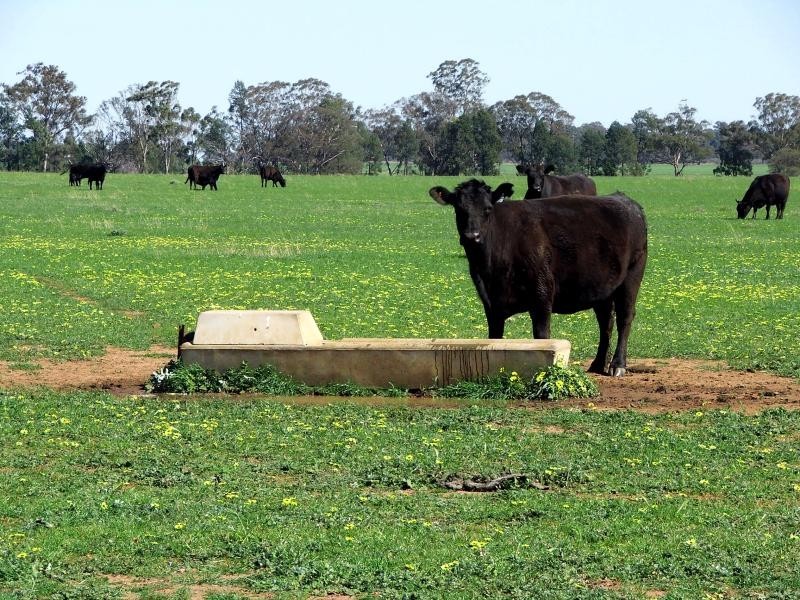 50L COOLBAGGIE FOREST ROAD, Dubbo NSW 2830