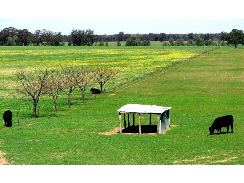 50L COOLBAGGIE FOREST ROAD, Dubbo NSW 2830