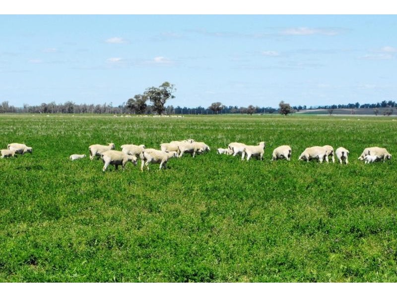 Dubbo NSW 2830