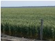 Walgett NSW 2832