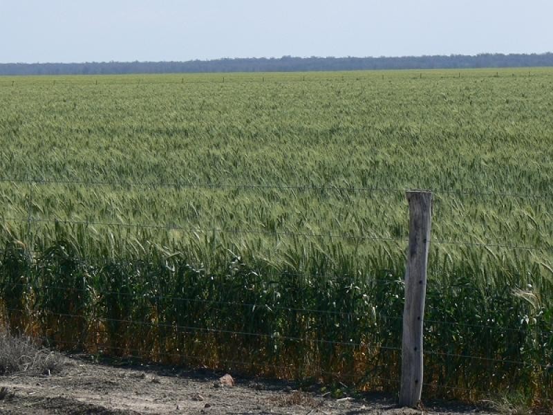 Walgett NSW 2832