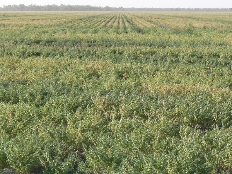 Walgett NSW 2832