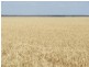 Walgett NSW 2832