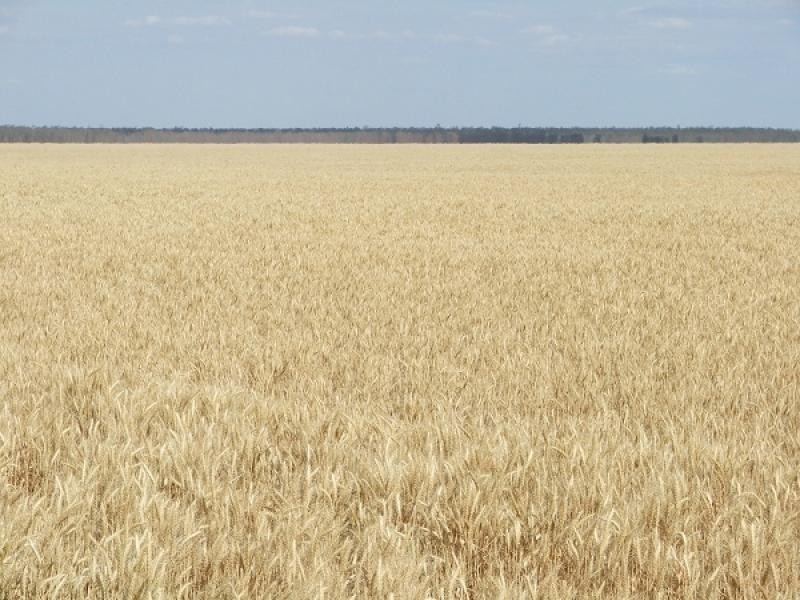 Walgett NSW 2832