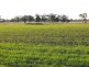 Gilgandra NSW 2827