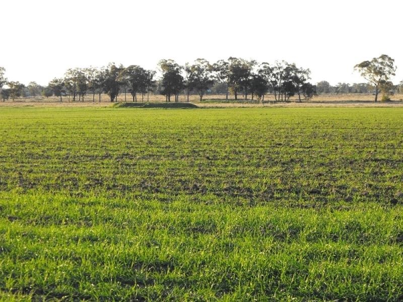 Gilgandra NSW 2827