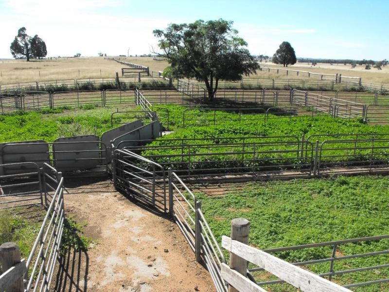 Mendooran NSW 2842