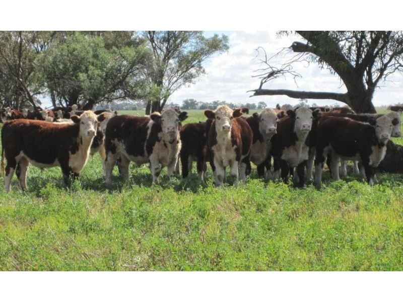 Tullibigeal NSW 2669