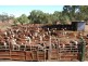 Tullibigeal NSW 2669