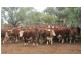 Tullibigeal NSW 2669