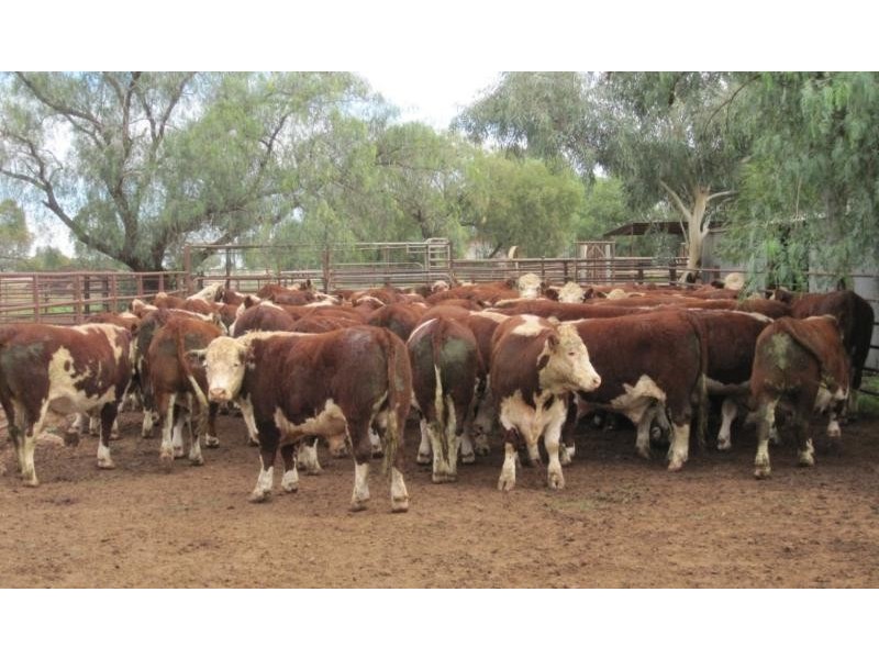 Tullibigeal NSW 2669