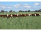 Tullibigeal NSW 2669