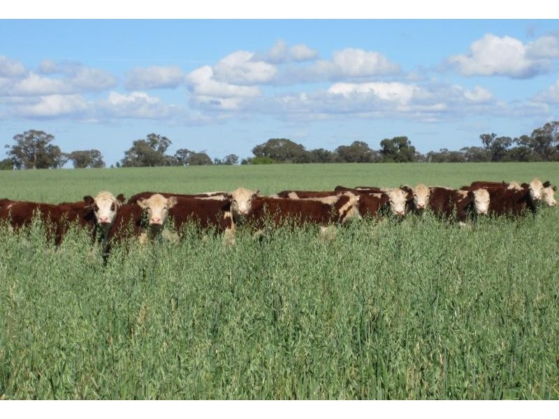 Tullibigeal NSW 2669