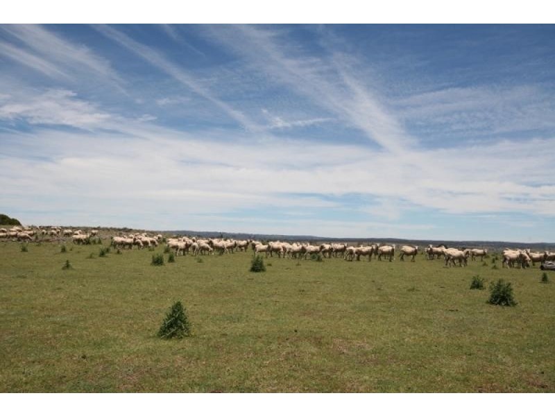 Dangarsleigh NSW 2350