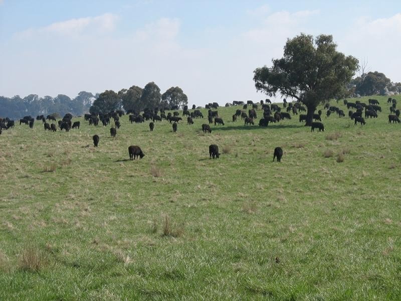 1735 Old Armidale road, Guyra NSW 2365