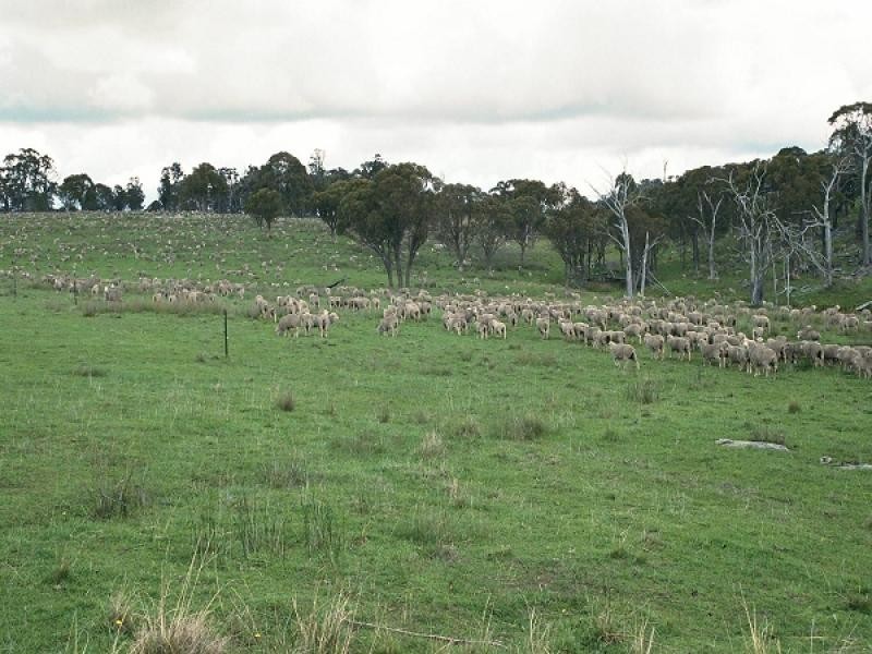 1735 Old Armidale road, Guyra NSW 2365