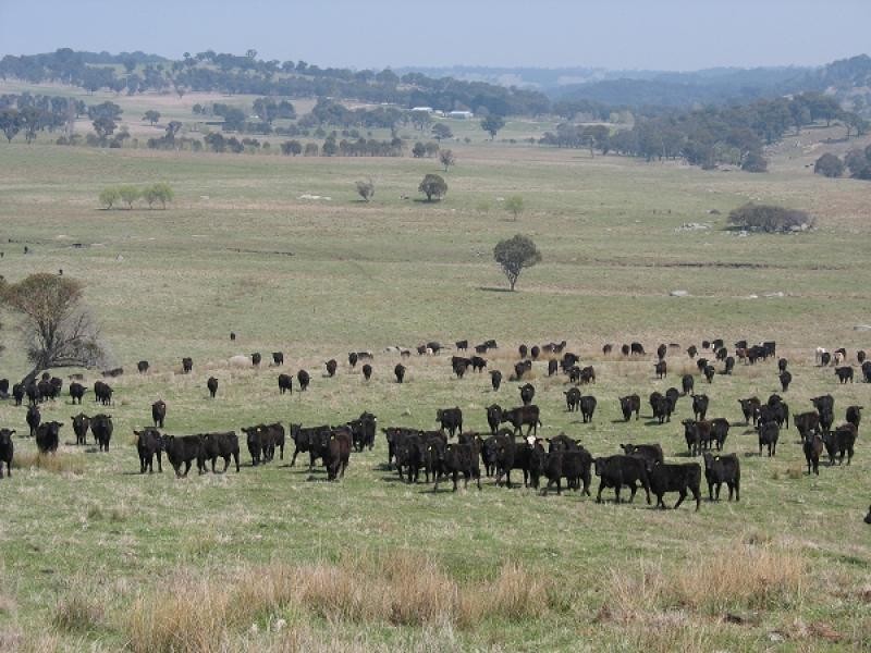 1735 Old Armidale road, Guyra NSW 2365