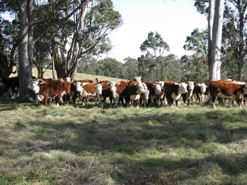 Walcha NSW 2354