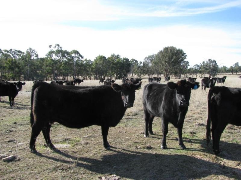 Lot 13/137 Rowena Road, Kingstown NSW 2358