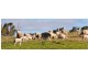 Kingstown NSW 2358