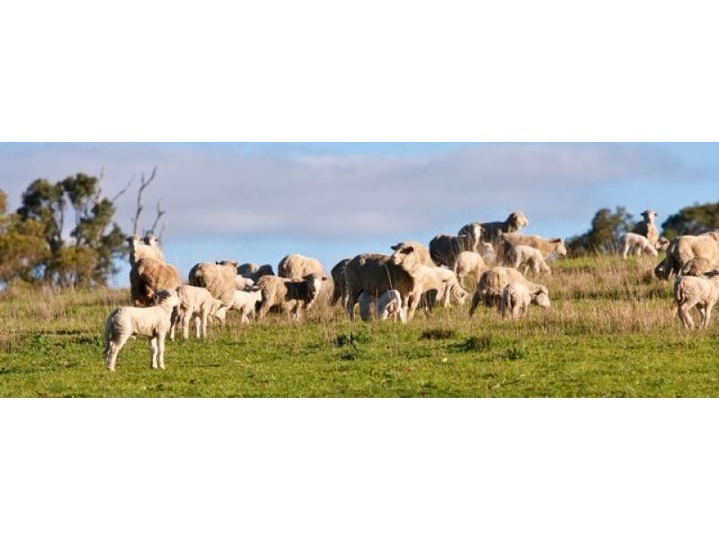 Kingstown NSW 2358