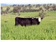 Kingstown NSW 2358