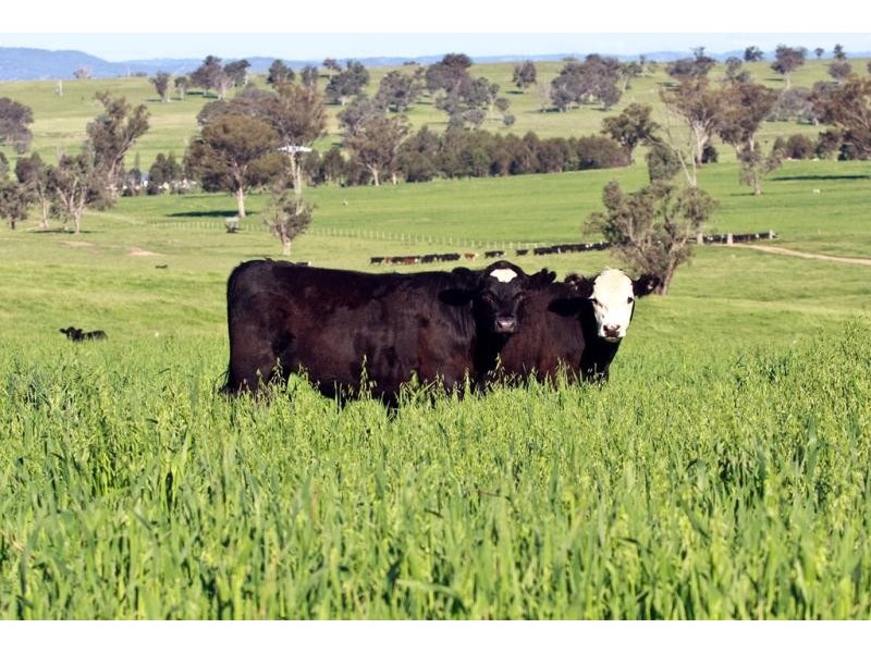Kingstown NSW 2358