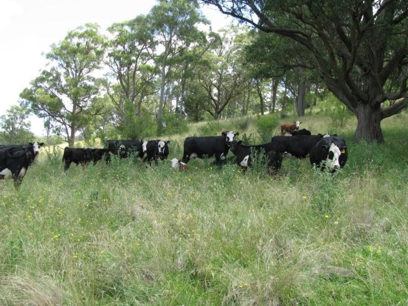 502 Green Hills Road, Armidale NSW 2350