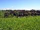 3944 MURRINGO ROAD, Young NSW 2594