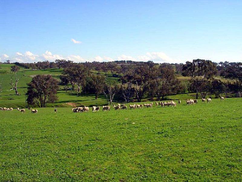 3944 MURRINGO ROAD, Young NSW 2594